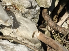 Nerodia sipedon insularum