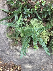 Zanthoxylum scandens