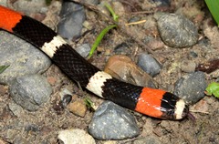 Micrurus lemniscatus