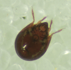 Galumnidae