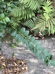 Zanthoxylum scandens