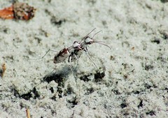 Ellipsoptera hirtilabris