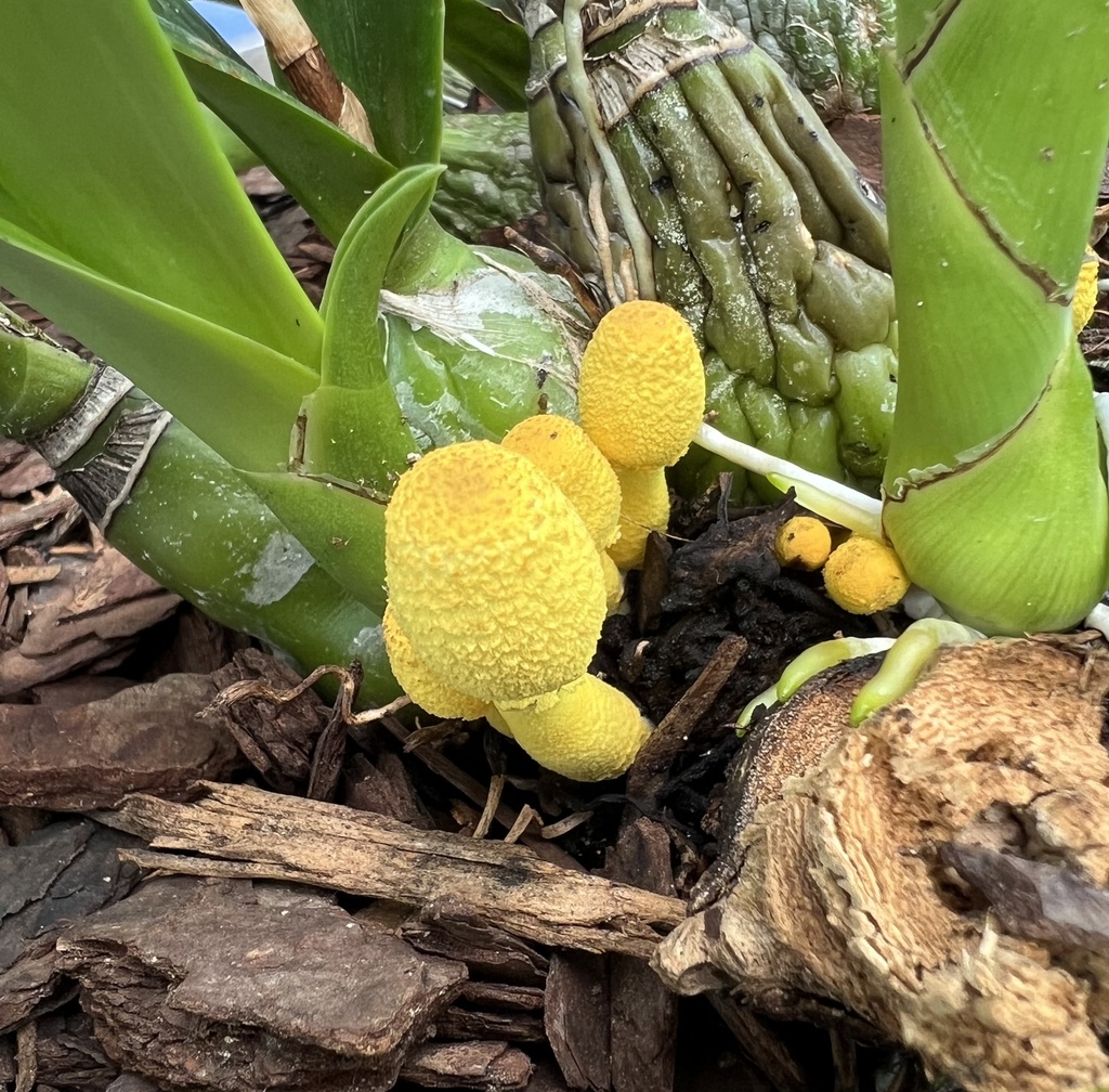 Leucocoprinus birnbaumii · June 2023 · photo: © agonzalo (iNaturalist, cc-by)