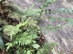 Zanthoxylum scandens