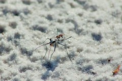 Ellipsoptera hirtilabris