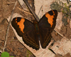 Adelpha ximena