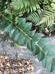 Zanthoxylum scandens