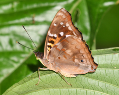 Doxocopa agathina