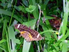 Catuna sikorana