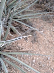 Yucca baccata baccata