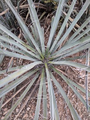 Yucca baccata baccata
