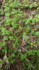 Galium propinquum