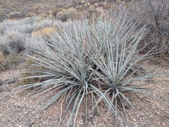 Yucca baccata baccata
