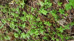 Galium propinquum