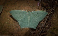 Maxates centrophylla