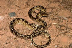 Corallus hortulana