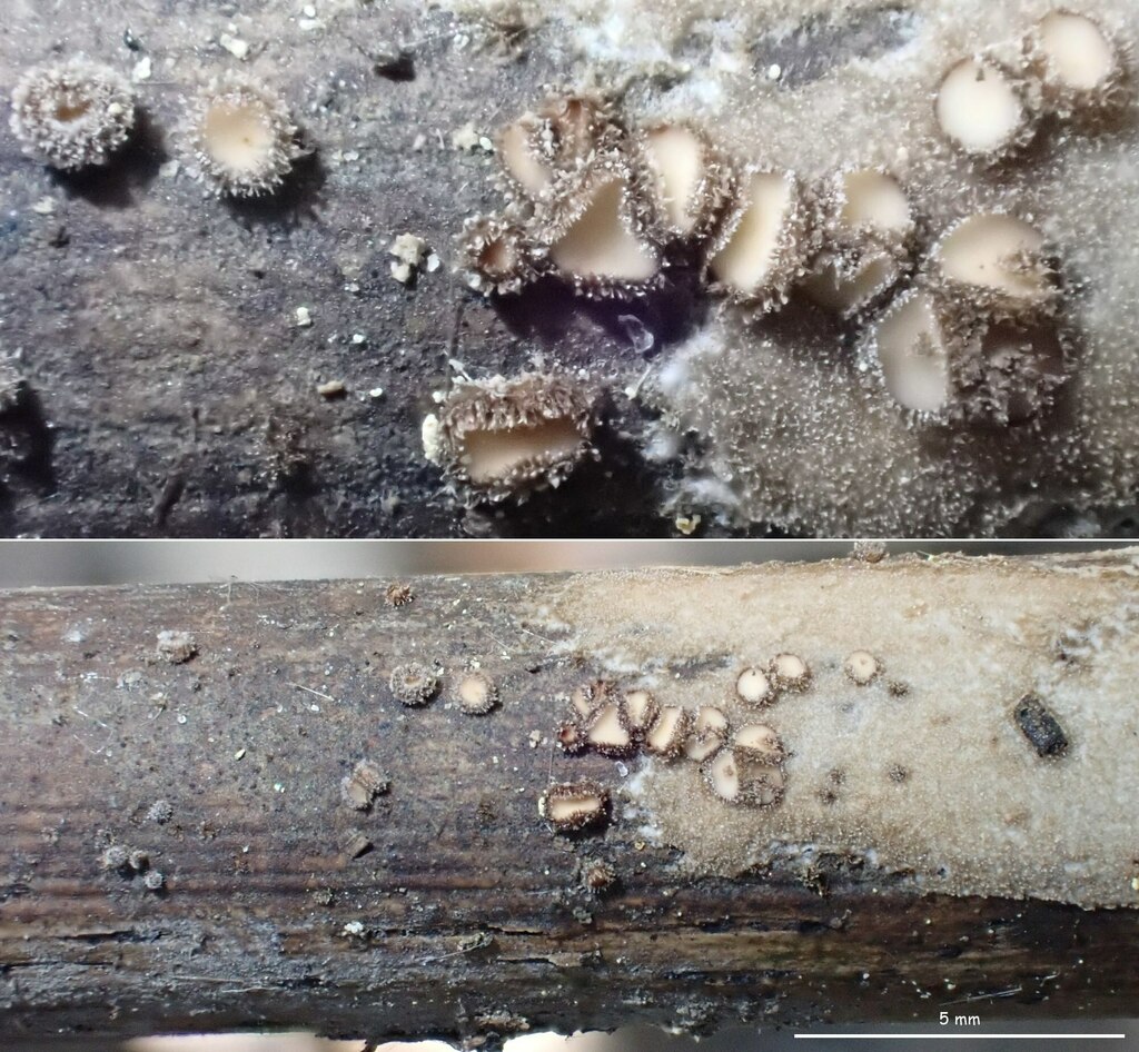 Lasiobelonium horridulum