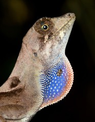 Anolis scypheus