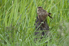 Indian Nightjar photo 3