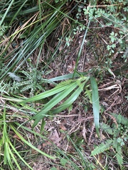 Dianella ensifolia