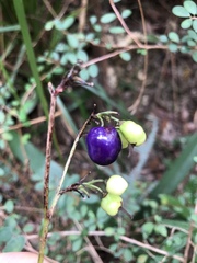 Dianella ensifolia