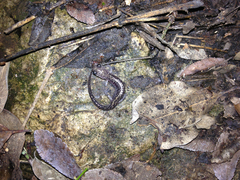 Plethodon albagula