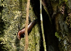 Copeoglossum nigropunctatum
