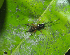 Glabridorsum stokesii