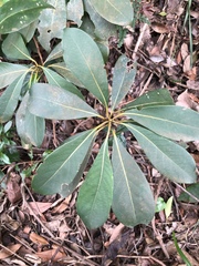 Machilus