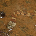 Mountain Keelback - Photo (c) Robby Deans, some rights reserved (CC BY-NC), uploaded by Robby Deans