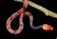 Siphlophis compressus