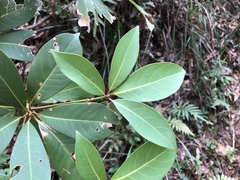 Machilus