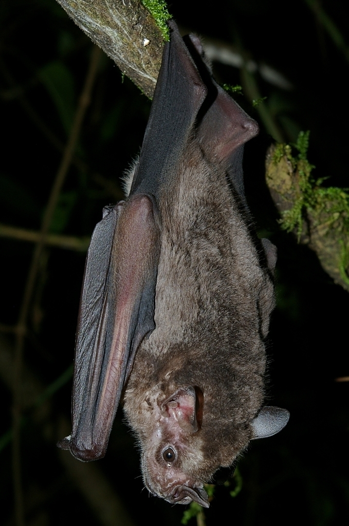 Ecuadorian Fruit-Eating Bat