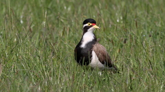 Vanellus tricolor