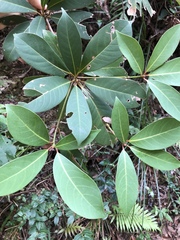 Machilus
