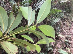 Machilus
