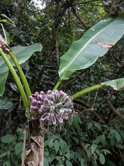 Musa itinerans chiumei
