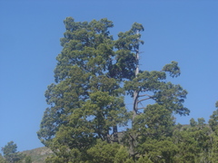Austrocedrus chilensis