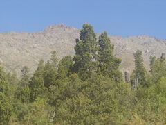 Austrocedrus chilensis