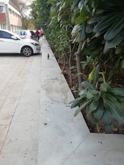 Acridotheres tristis