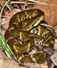 Bothrops atrox