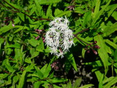 Aristeguietia salvia
