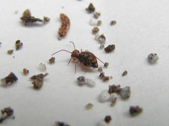 Ptenothrix beta