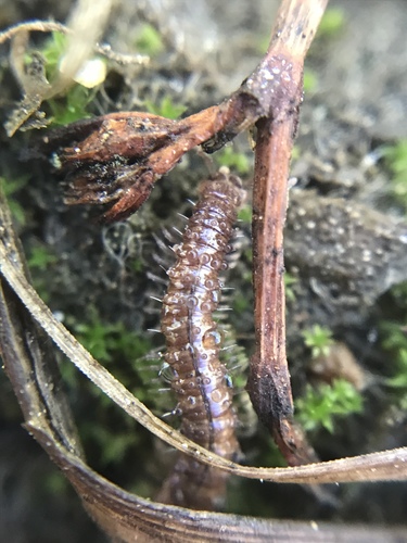 Austrotyla coloradensis