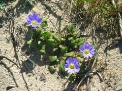 Nolana paradoxa