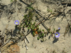 Nolana paradoxa