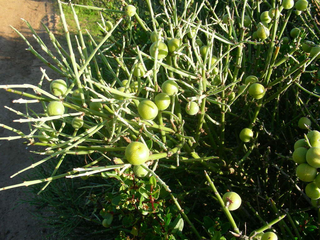 Retanilla