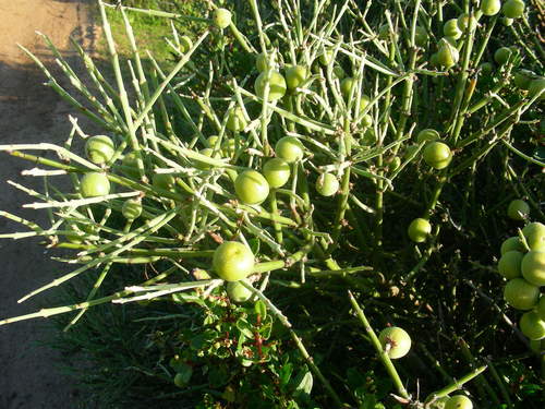 Retanilla