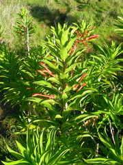 Lobelia excelsa