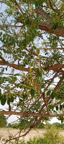 marula